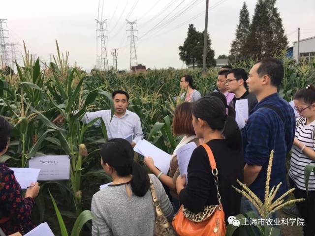 【最美农科人】郑洪建:用青春激情谱写鲜食玉米兴旺之歌_手机搜狐网