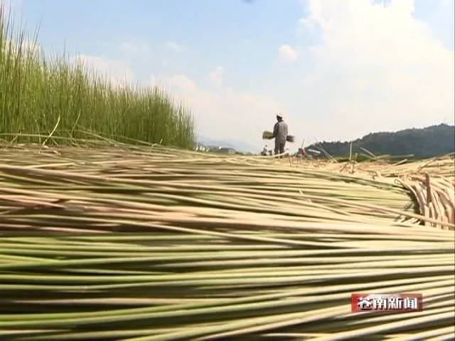 "中国席草之乡"观美:盛名之下其实难符 种植面积严重下滑至仅630亩