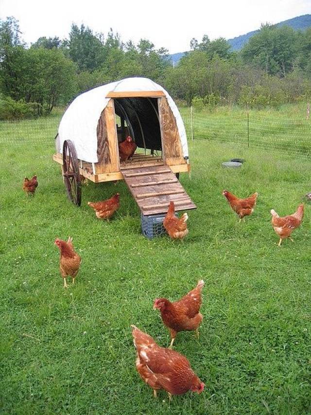 生态旅游观光农业,土鸡散养鸡舍应该怎么盖!