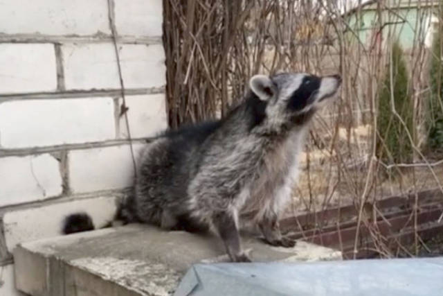 小浣熊想与猫咪背靠背手牵手,猫咪上去就是一巴掌:伦家可不是随便的喵