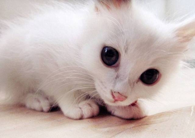 猫为什么特别爱掉毛 8f0a4fc8b87b44dc9202f105996234be.jpeg