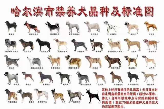 禁养犬只的标准为:禁养39种 (凡肩高超过55厘米,体长超过75厘米的纯种