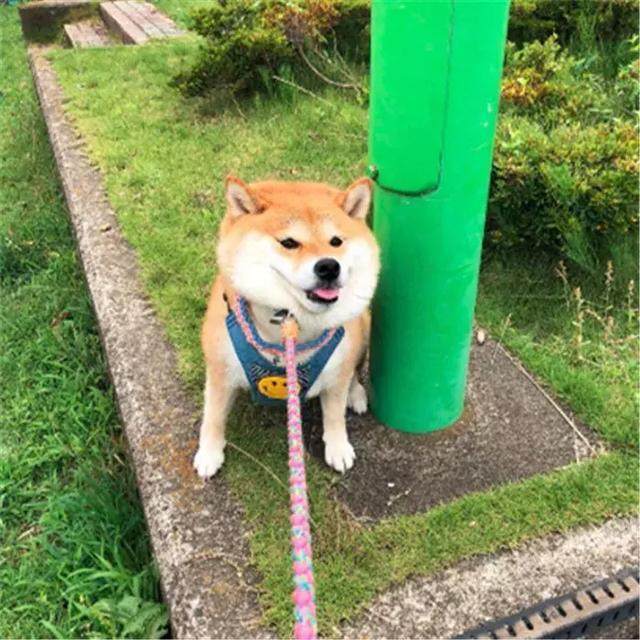 柴犬和主人出门度假, 回家时愁坏主人, 柴犬: 本狗子不想回家!