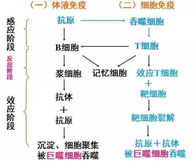 高中生物免疫调节知识汇总,不明白就收藏!