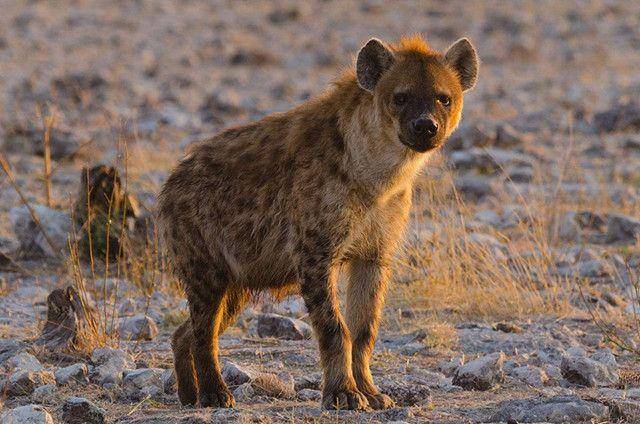 科学分析:非洲大草原两大动物势力,鬣狗和野狗到底谁更强