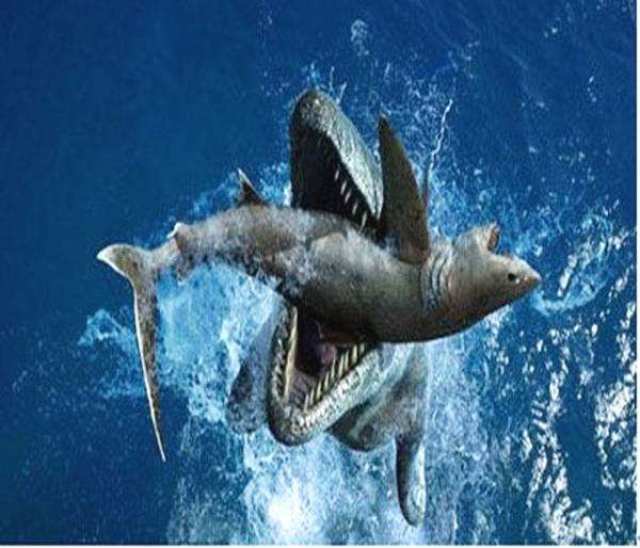叫做白垩刺甲鲨,作为的海洋捕食动物,金厨鲨的大小可以跟大白鲨相