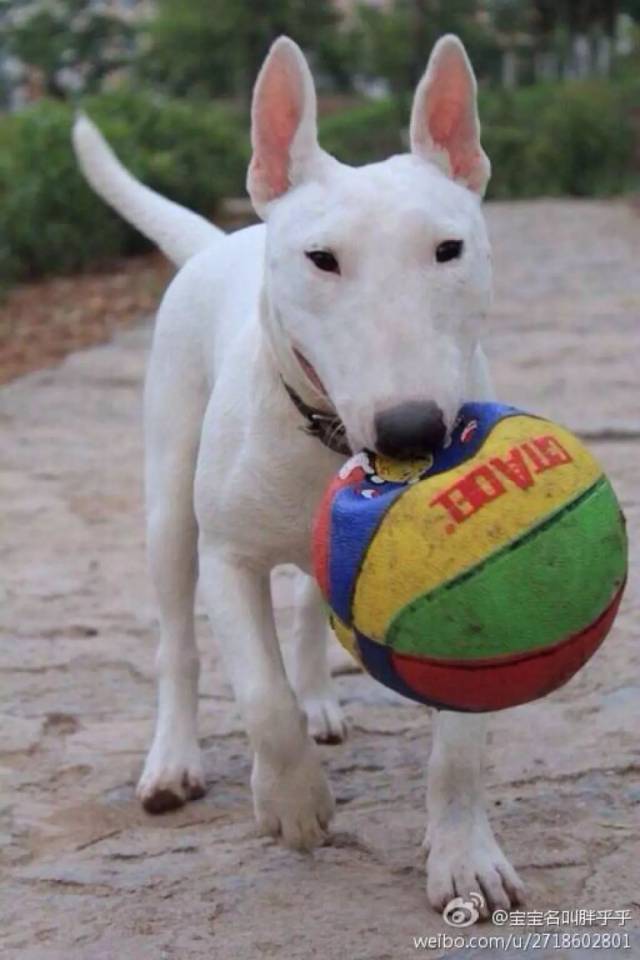 犬界丑萌的扛把子选手——牛头梗