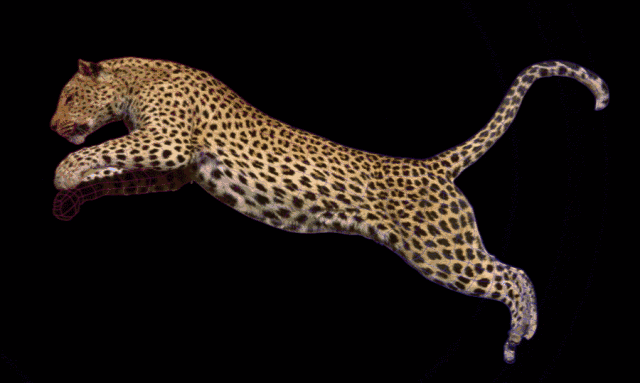 豹 豹子 壁纸 动物 桌面 蜥 蜥蜴 640_383 gif 动态图 动图