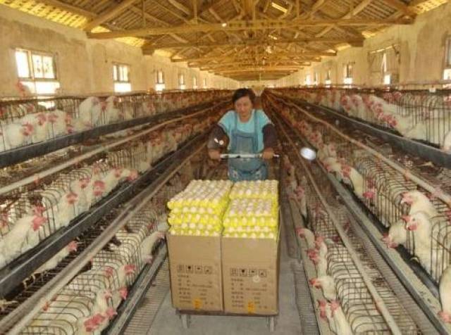 国家药监局曝光“药残鸡蛋”，无抗养殖迫在眉