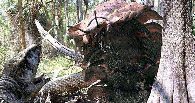 秘鲁长50厘米的巨型蜈蚣,毒性巨大,看见就令人打颤