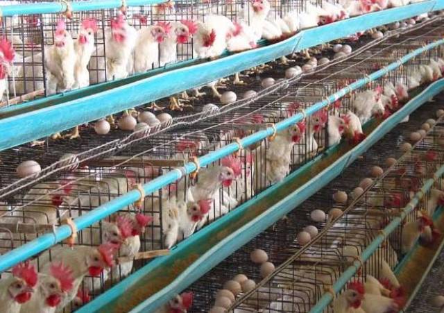 国家药监局曝光“药残鸡蛋”，无抗养殖迫在眉