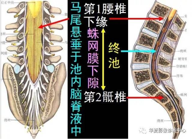 【影像解剖】详细精美的椎管解剖,值得收藏