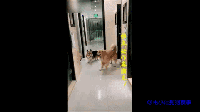 正文开始:  一般在街上,大家常看见得是人牵着绳子在遛狗,但是 , 你
