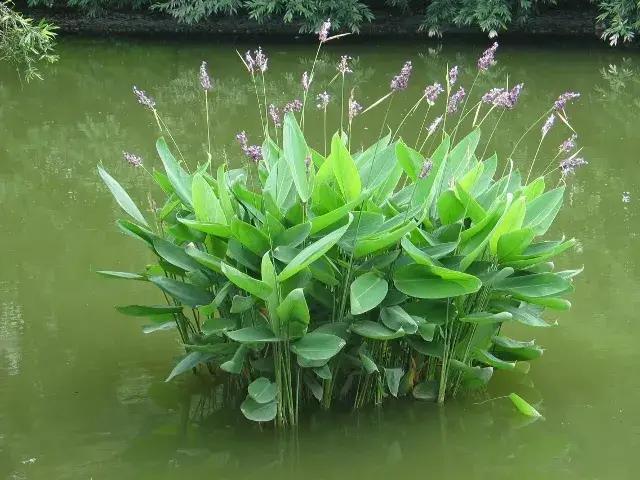 生如夏花 | 大暑节气植物你知多少?