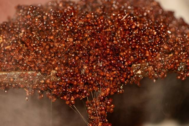 白酒酿造工艺:发酵的糖化与酒化是什么意思?