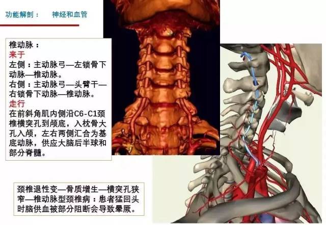 颈椎的功能解剖和颈椎病的分型诊断