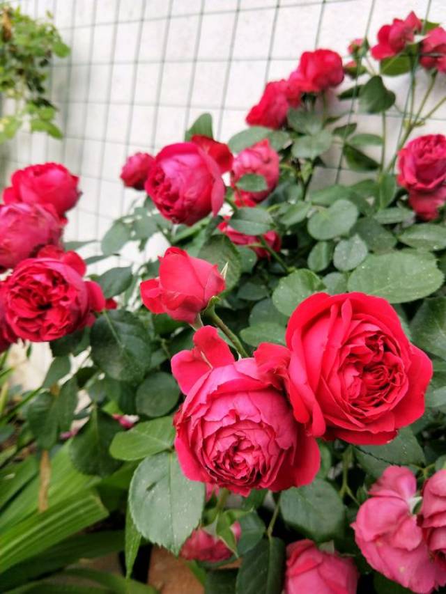 杀菌剂灌根必看(图1) 杀菌剂灌根必看(图1)