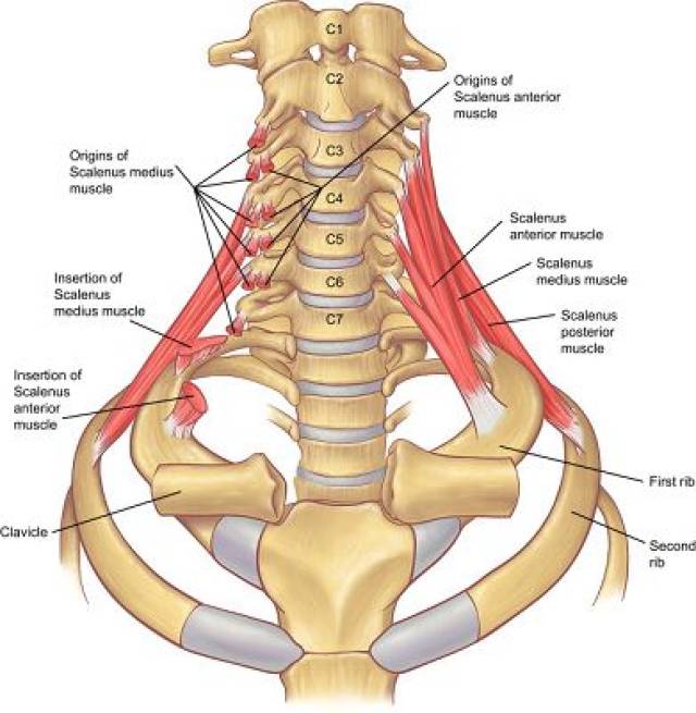 颈椎的功能解剖和颈椎病的分型诊断