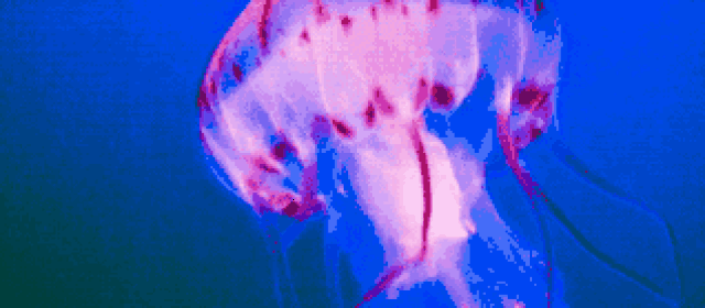 西海岸首次百万