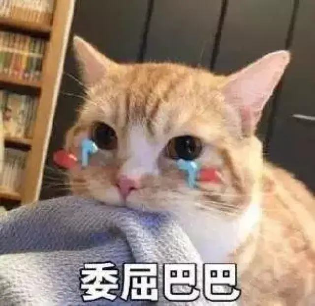 忙成狗了 猫咪开始求亲亲求抱抱 看着主子委屈 你忍心吗