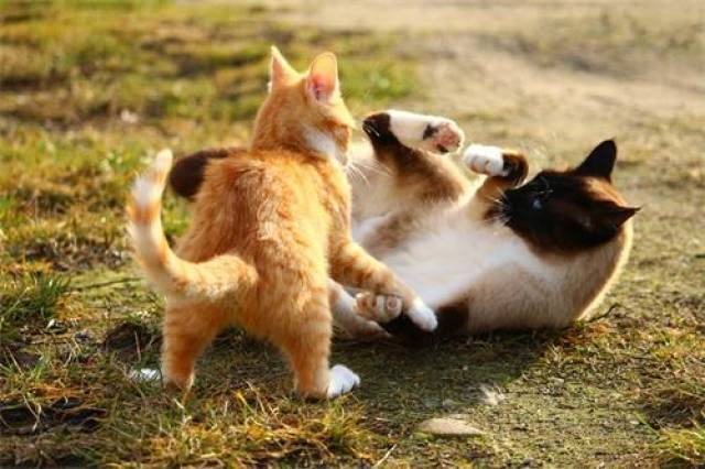 猫咪在你面前打滚,猫咪打滚撒娇发情了