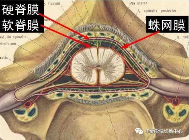 【影像解剖】详细精美的椎管解剖,值得收藏