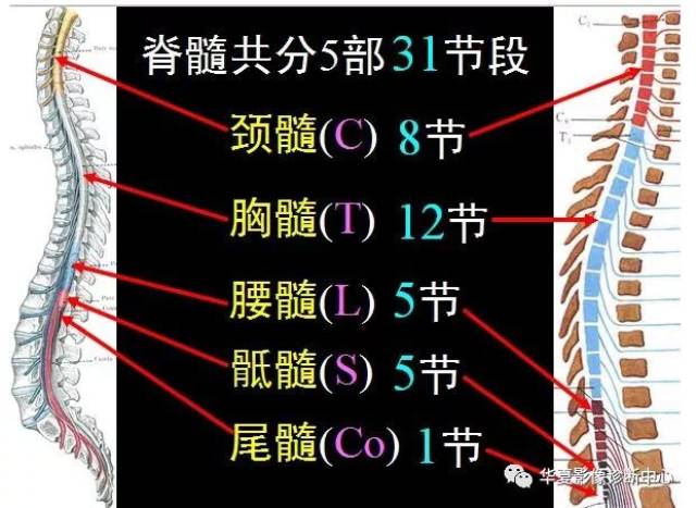 【影像解剖】详细精美的椎管解剖,值得收藏