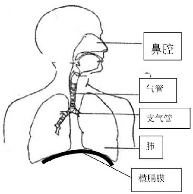 消化系统手绘