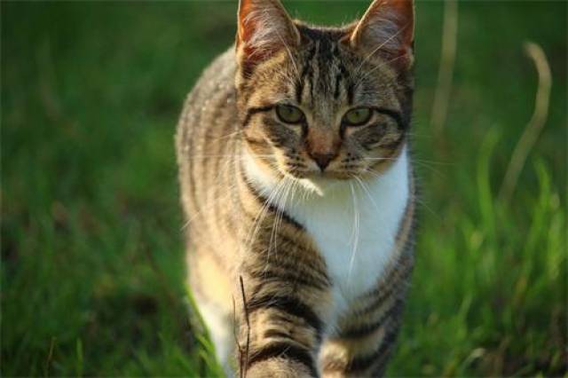 猫咪在你面前打滚,猫咪打滚撒娇发情了