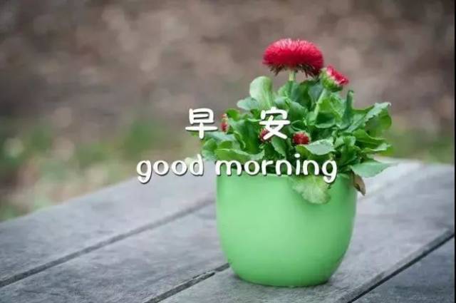最美早安图片鲜花带字 早上发朋友圈早安心情说说句子