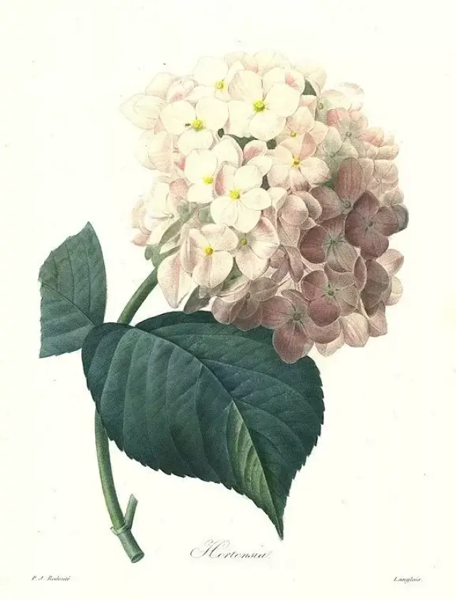 绘画素材 | 这100张鲜花图谱找了好久,今天全部分享给