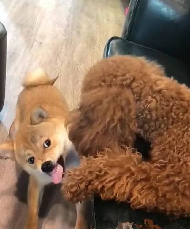 柴犬向泰迪宣示家庭主权,结果反遭泰迪惨打,主人看了笑喷