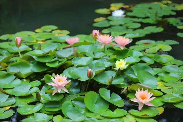 生如夏花 | 大暑节气植物你知多少?