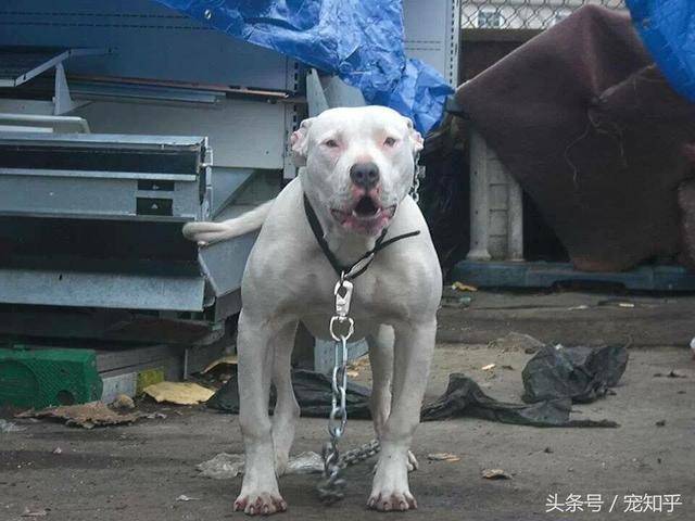 比特犬有小体,中体,大体比特,正常大体比特体重约在55斤～65斤之间