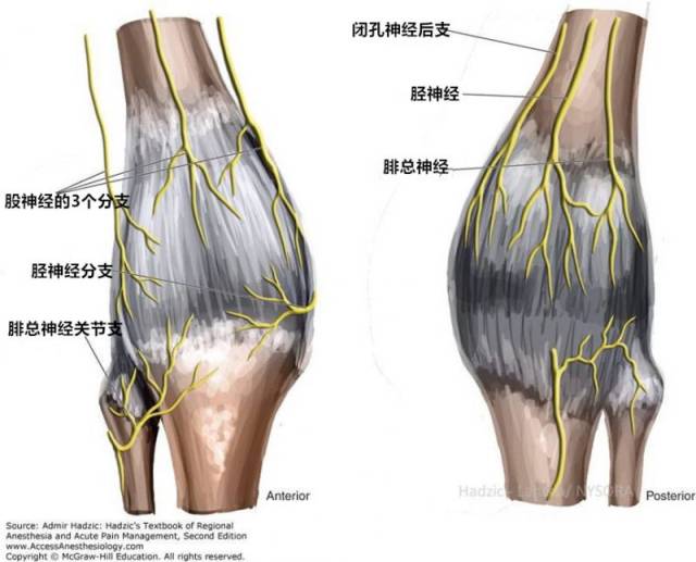 膝神经解剖图