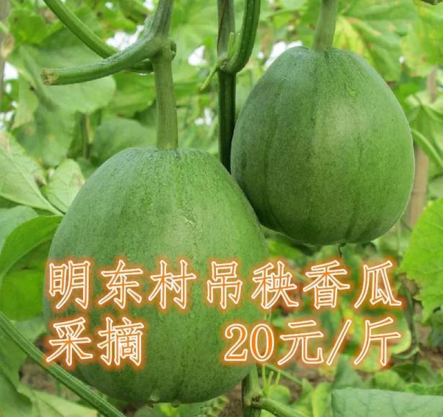 【脱贫攻坚】明东村吊秧香瓜进入采摘季 等你来尝鲜