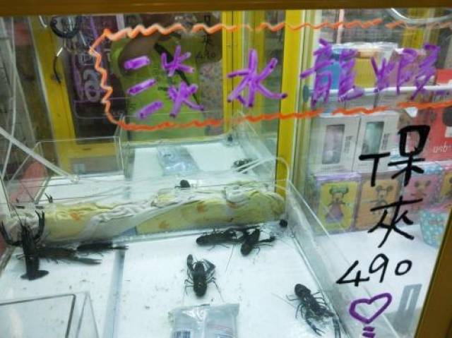 台湾夹娃娃机内出现淡水龙虾(图片来源:台湾《联合报》)