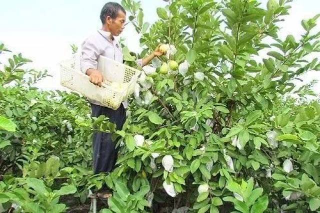 种植技术/番石榴无公害栽培技术