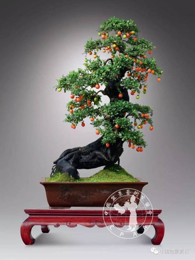 "秋思" 金弹子 高132cm 三邑园艺藏品