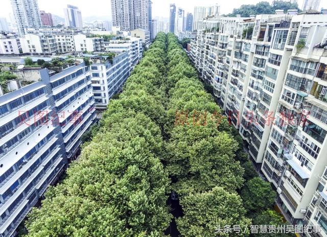 2018年7月23日,贵阳:贵阳市宝山路这条横跨云岩南明两个区的绿荫大道