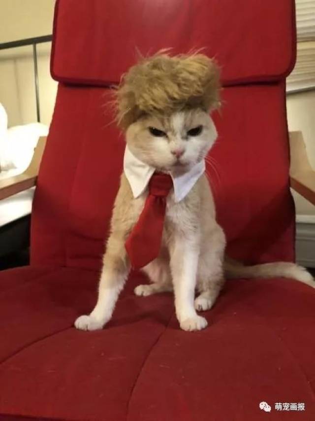 猫咪搞笑图片小集锦