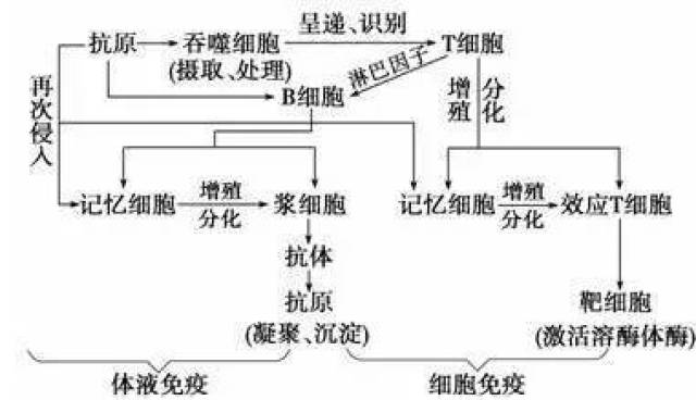 人体免疫系统