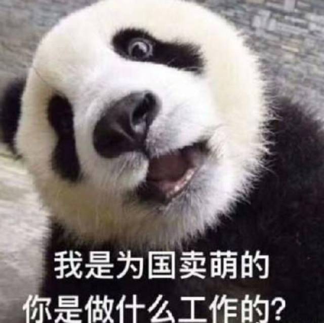 熊猫手机壁纸:你是做啥子工作的,我是为国家卖萌的