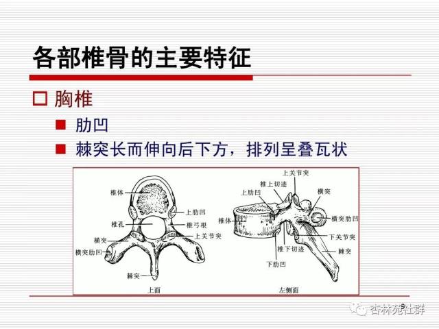 人体系统解剖之运动系统