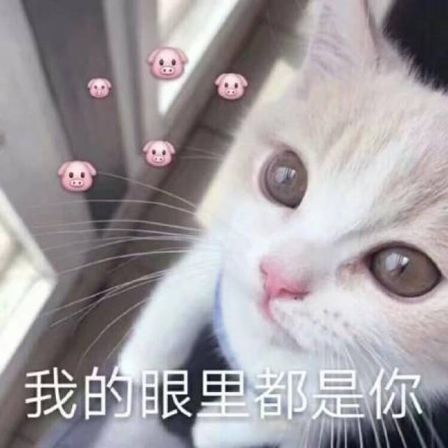 我的眼里都是你,无情浇灭我所有热情【猫咪土味情话表情包】