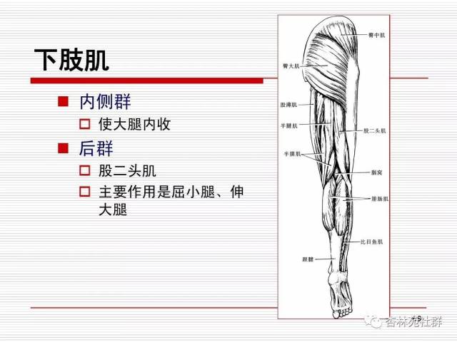 人体系统解剖之运动系统
