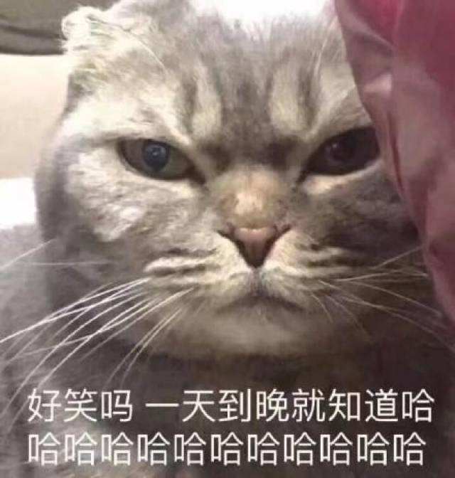 我的眼里都是你,无情浇灭我所有热情【猫咪土味情话表情包】