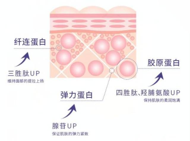 纤连蛋白 点,稳固肌肤网状结构 弹力蛋白:线,焕醒肌肤弹性制成 胶原