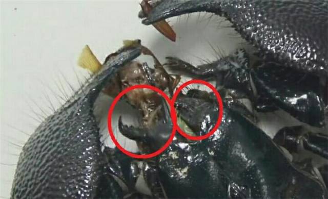 "蝎中王者"的帝王蝎吊打蟑螂 捕食过程发现奇葩一幕