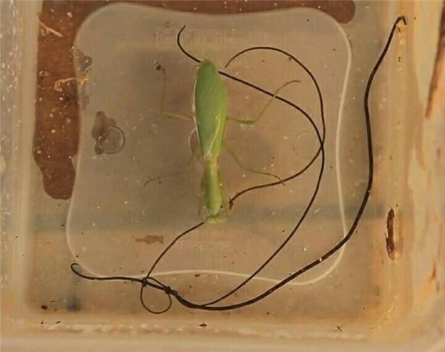 螳螂的腹部鼓胀 罪魁祸首是3条累长超半米的铁